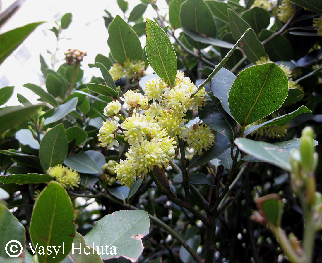 Изображение особи Laurus nobilis.