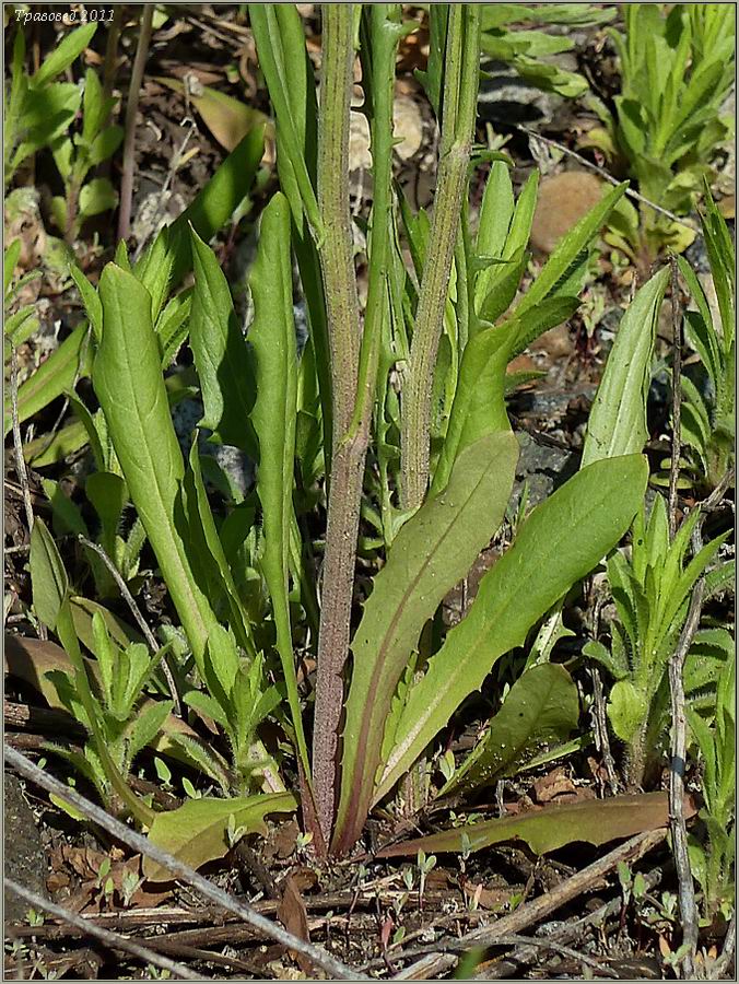 Image of Crepis tectorum specimen.