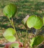 Viola sacchalinensis