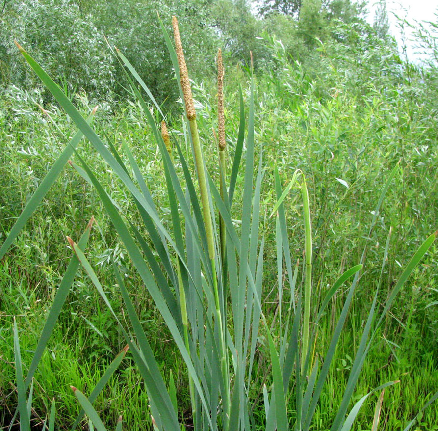 Изображение особи Typha latifolia.