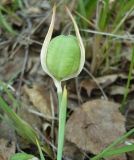 Iris ruthenica