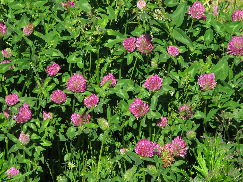 Image of Trifolium pratense specimen.
