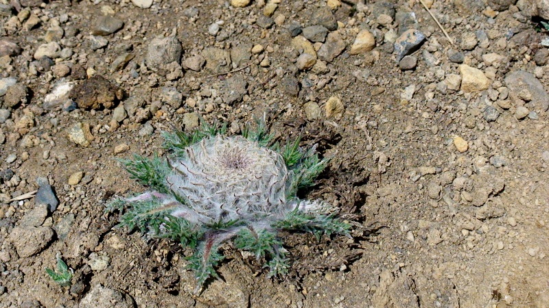 Image of Jurinella subacaulis specimen.