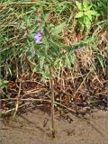 Scutellaria galericulata