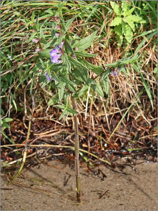 Изображение особи Scutellaria galericulata.