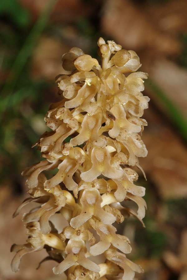 Image of Neottia nidus-avis specimen.