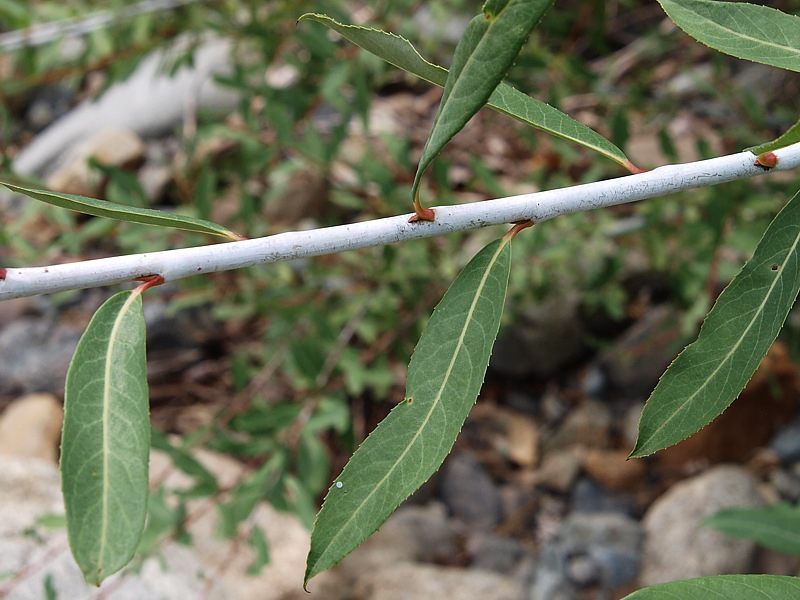 Image of Chosenia arbutifolia specimen.