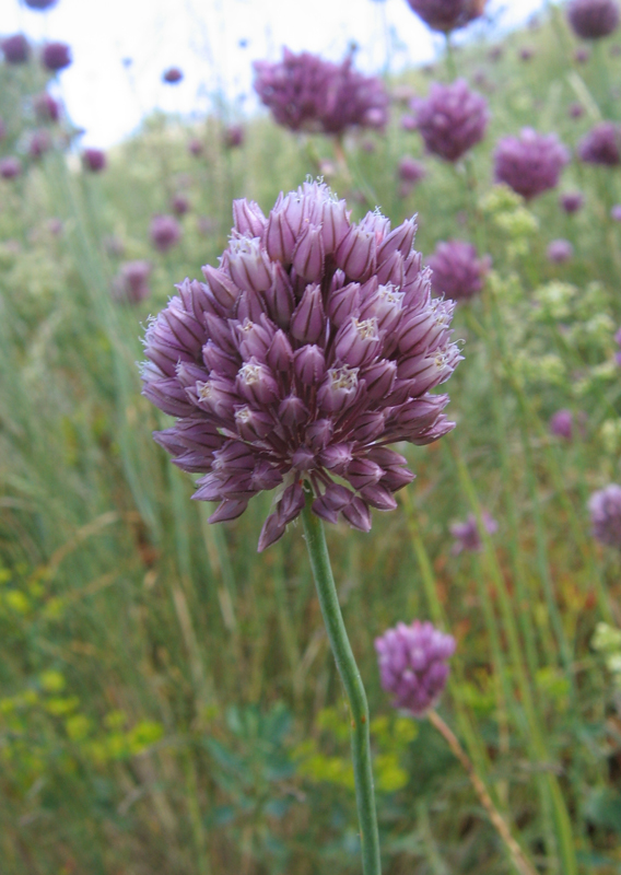 Image of Allium rotundum specimen.