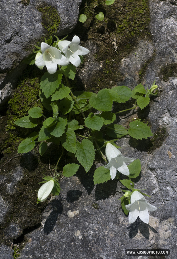 Image of Campanula pendula specimen.