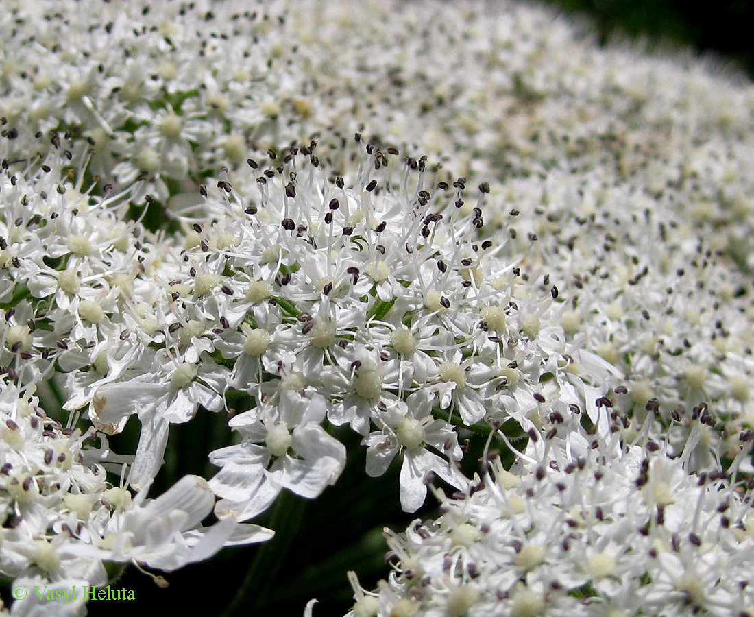 Image of Heracleum mantegazzianum specimen.