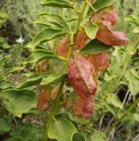 Buhsea coluteoides. Побег с плодами. Копетдаг, Чули. Конец мая 2011 г.