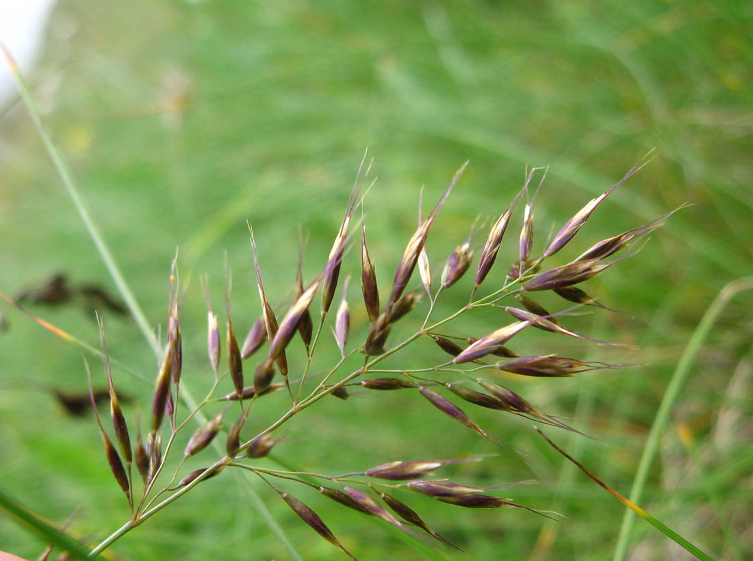 Изображение особи Helictotrichon adzharicum.