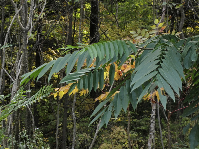 Image of Pterocarya fraxinifolia specimen.
