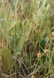 Carex extensa