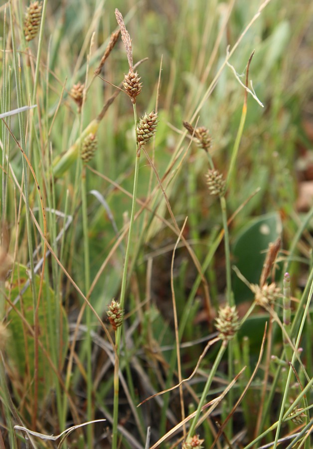 Изображение особи Carex extensa.