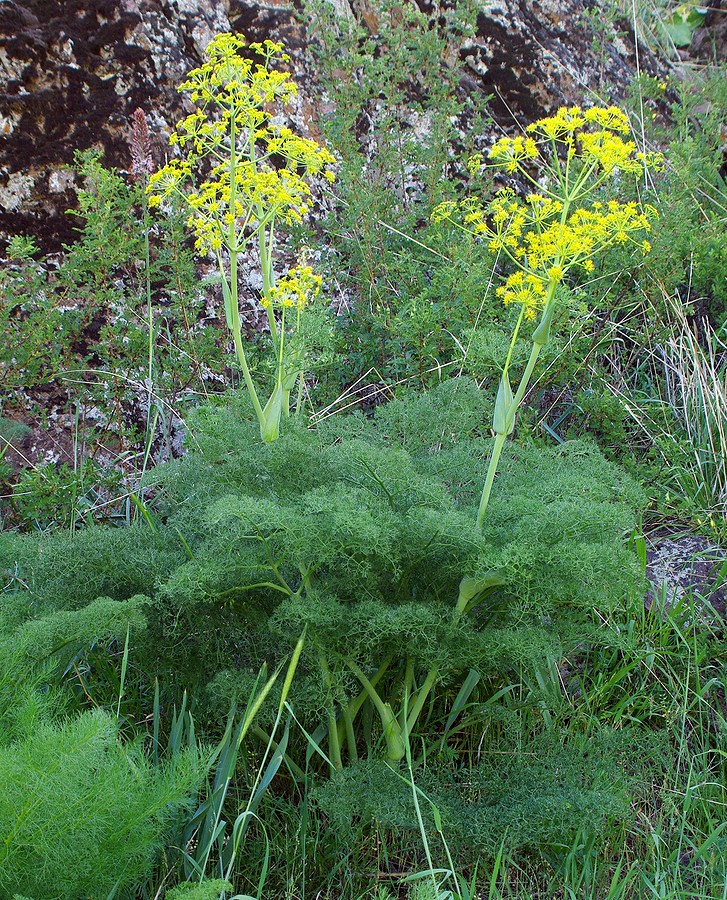 Изображение особи Ferula tenuisecta.