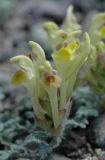 Scutellaria przewalskii