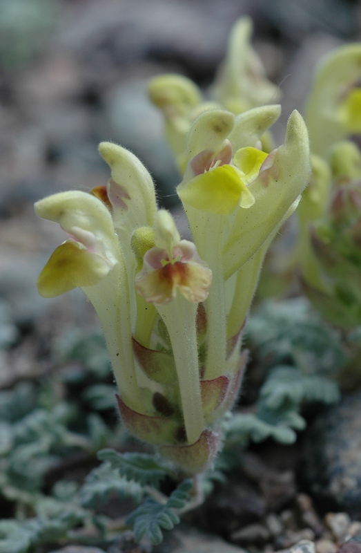 Изображение особи Scutellaria przewalskii.