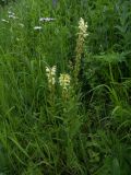 Pedicularis daghestanica