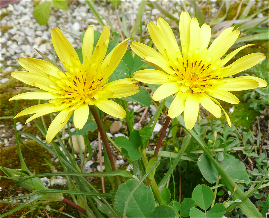 Image of Tragopogon tuberosus specimen.