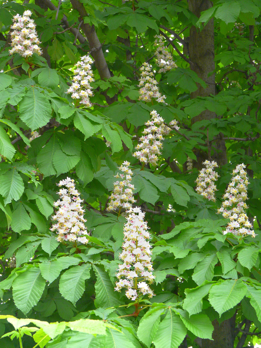 Изображение особи Aesculus hippocastanum.