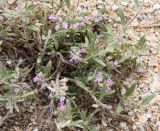 Thymus &times; dimorphus