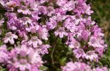 Thymus roegneri. Соцветия. Крым, ландшафтный заказник \"Мыс Айя\". Июнь 2004 г.