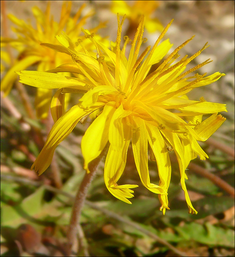 Image of Taraxacum bessarabicum specimen.