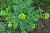 Sisymbrium loeselii. Цветущее растение. Нижегородская обл., Кстовский р-н, пойма р. Кудьма, край пашни. 14.07.2011.