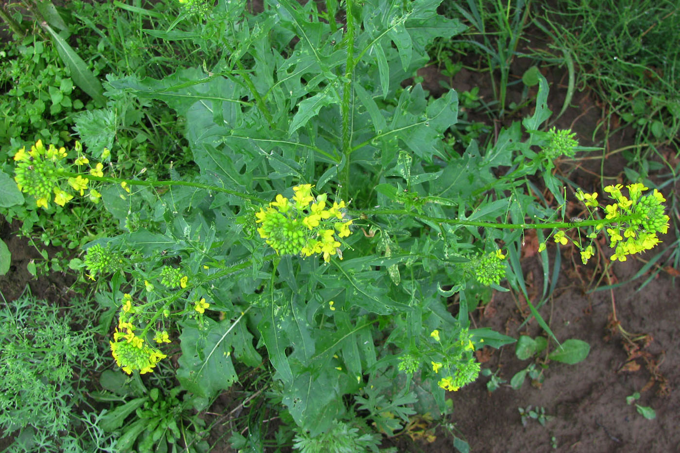 Image of Sisymbrium loeselii specimen.