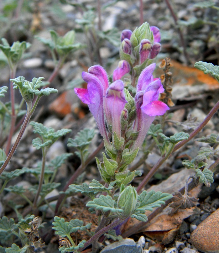 Image of Scutellaria grandiflora specimen.