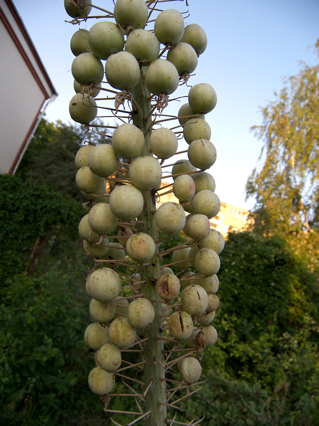 Image of Eremurus robustus specimen.