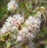 Cuscuta planiflora