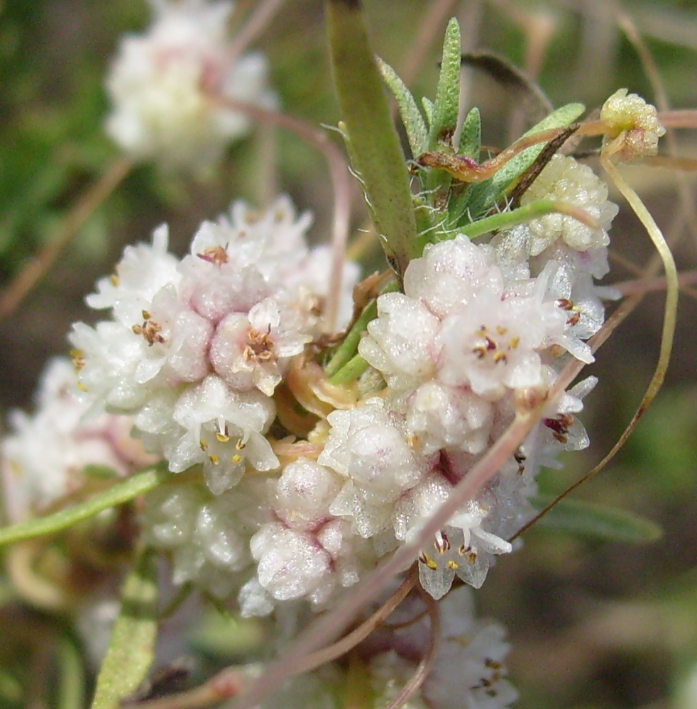 Изображение особи Cuscuta planiflora.