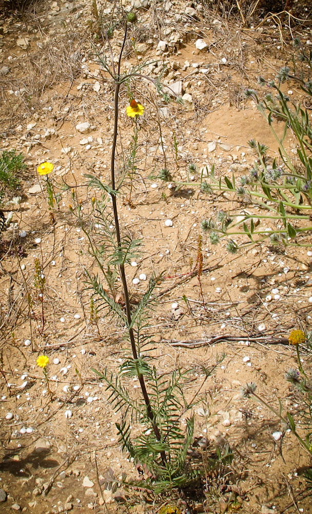 Image of Sixalix arenaria specimen.