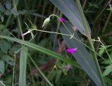 Geranium palustre. Верхушка побега с бутоном и цветком с облетевшими лепестками. Курская обл., г. Железногорск, берег вдхр. на р. Погарщина. 19 июля 2007 г.