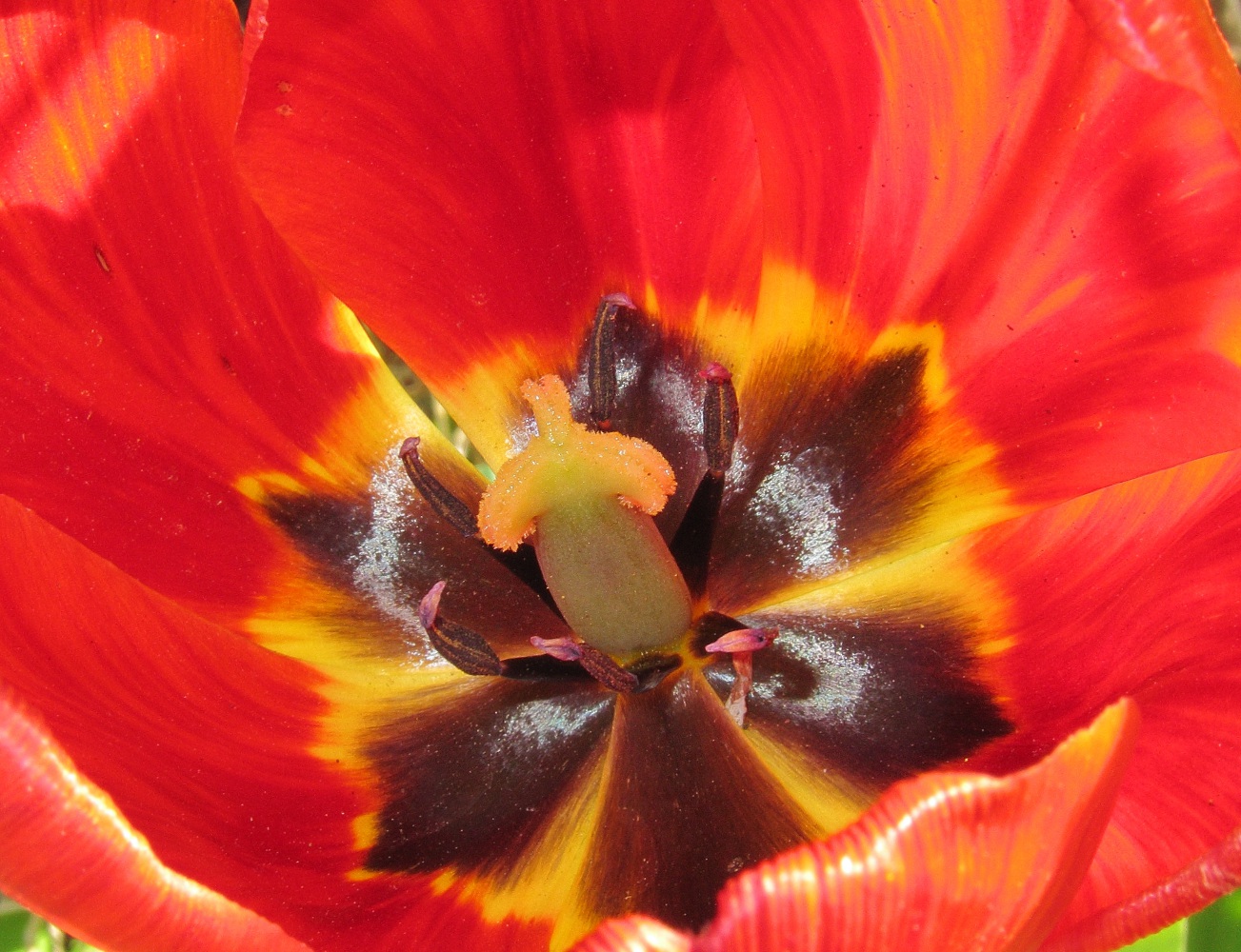 Image of genus Tulipa specimen.