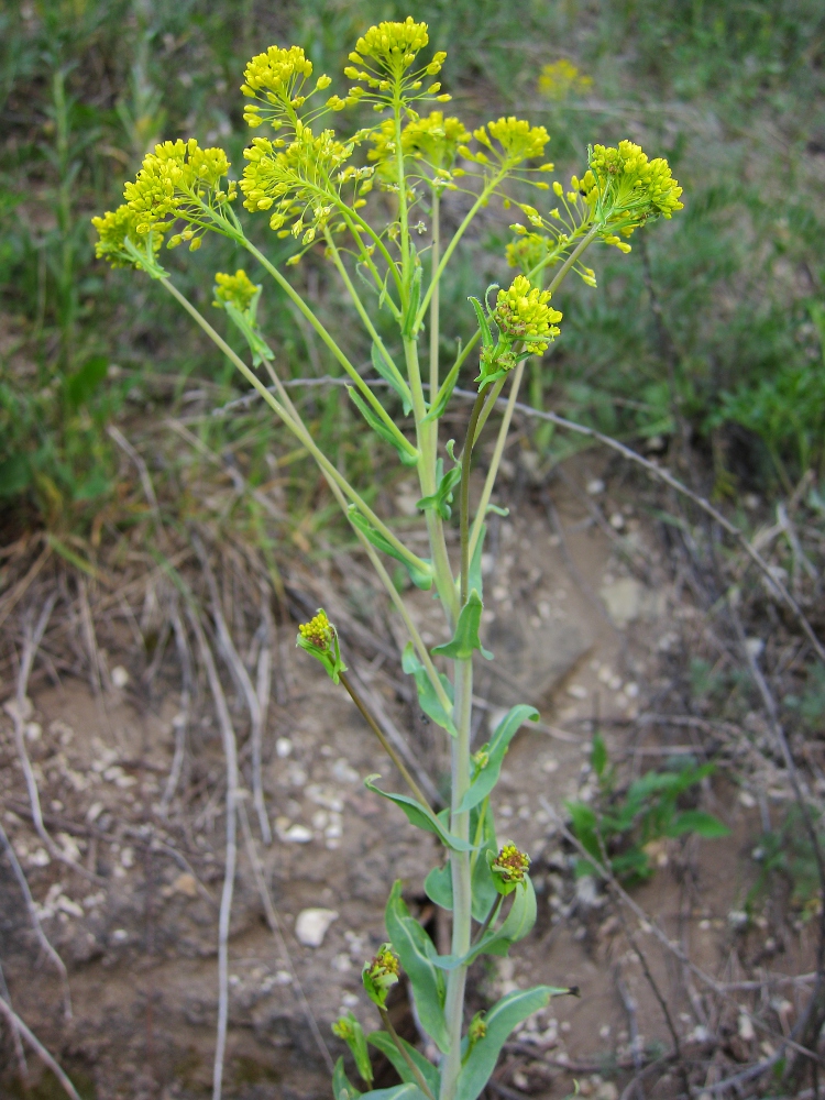 Image of Isatis costata specimen.
