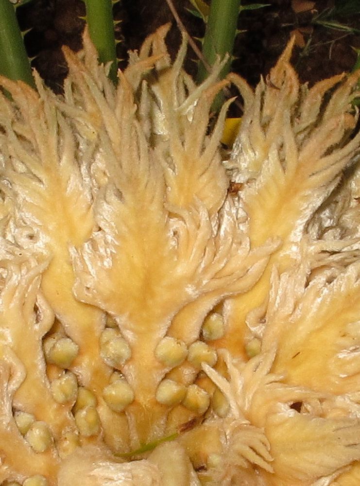 Image of Cycas revoluta specimen.