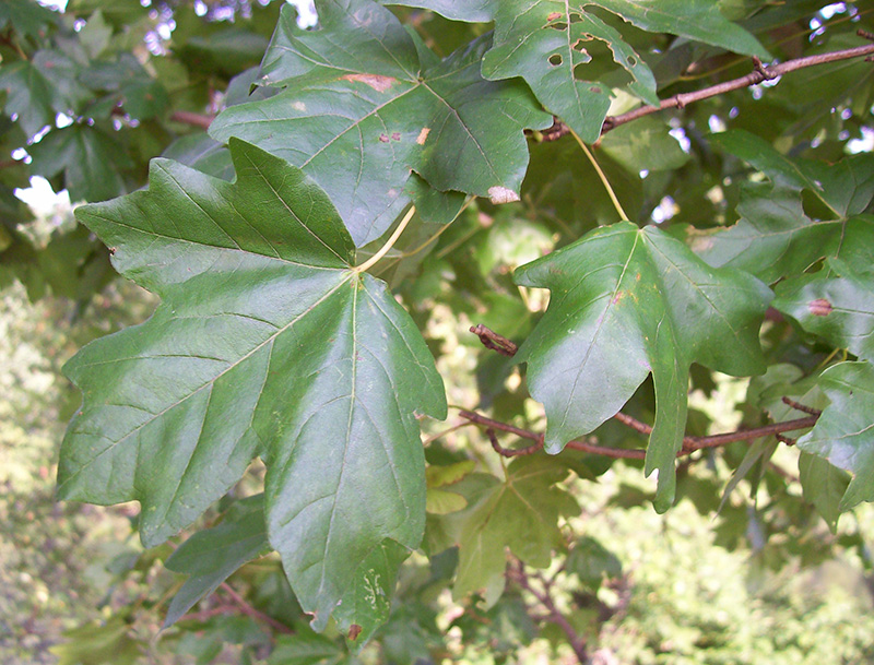 Image of Acer campestre specimen.