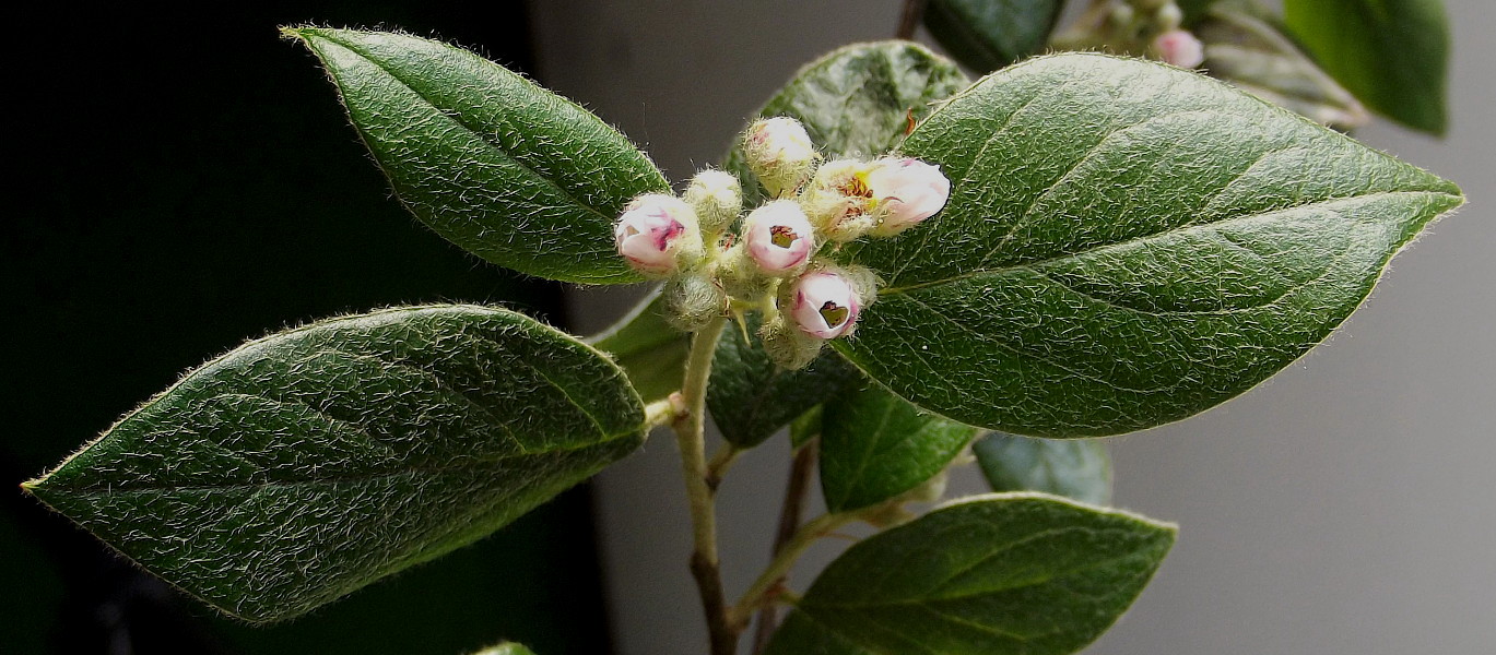 Image of Cotoneaster dielsianus specimen.