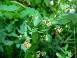 Thalictrum simplex. Верхушка побега с соцветиями. Республика Саха (Якутия), Томпонский р-н, с. Кескил. 21.06.2012.