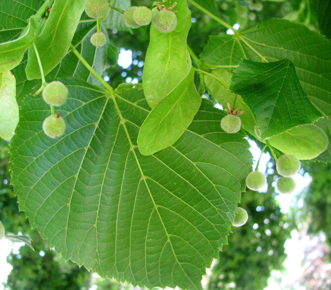 Image of Tilia platyphyllos specimen.