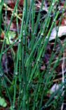 Equisetum scirpoides