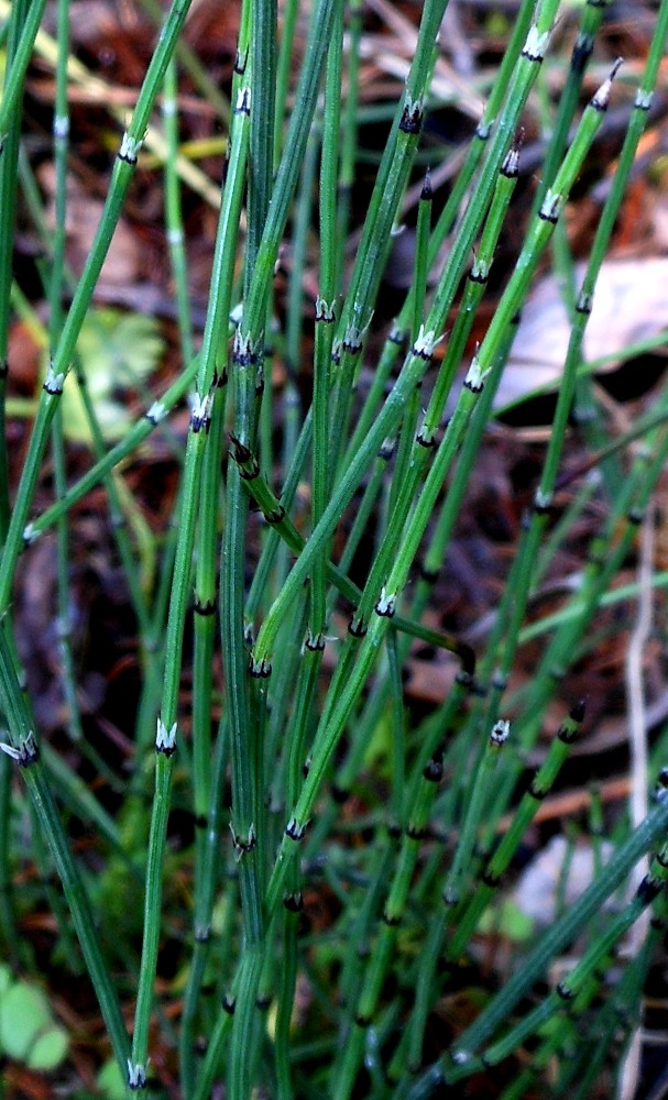 Изображение особи Equisetum scirpoides.