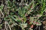 Erodium hoefftianum