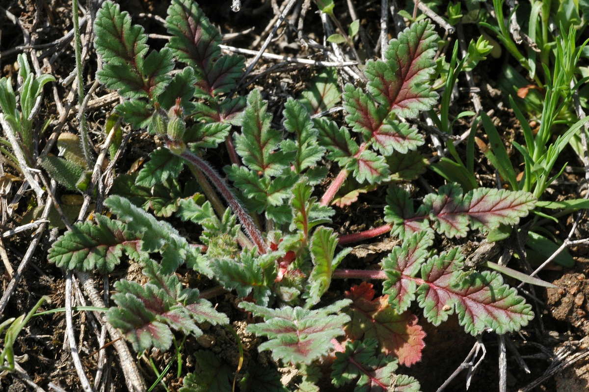 Image of Erodium hoefftianum specimen.