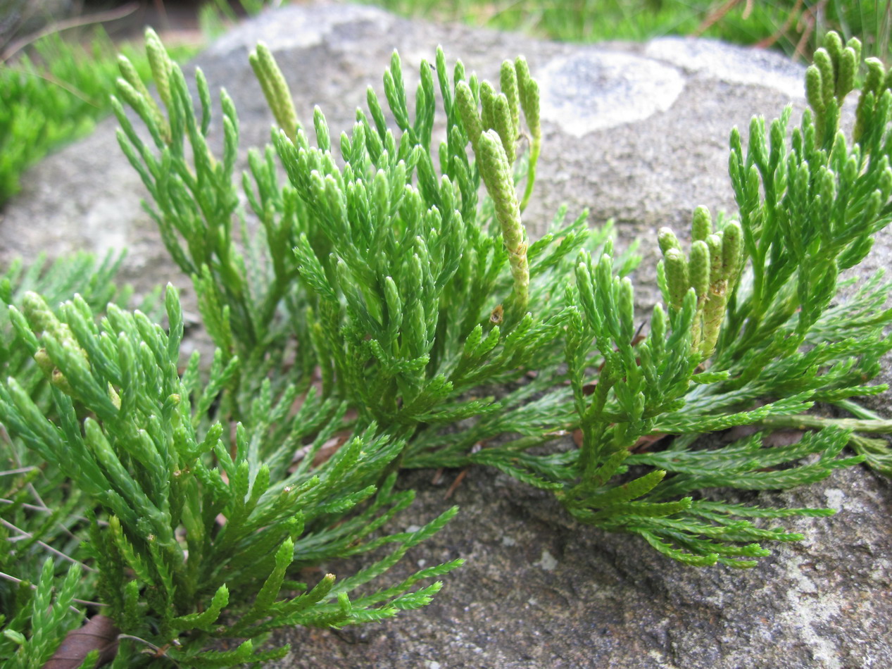 Image of Diphasiastrum oellgaardii specimen.