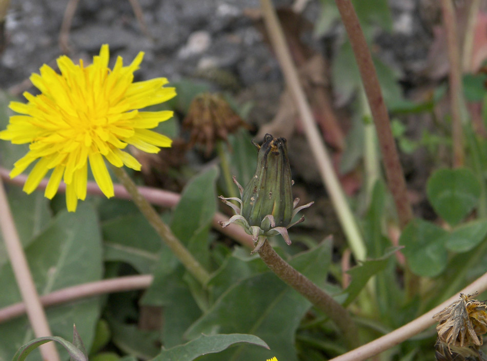 Image of Taraxacum confusum specimen.
