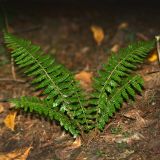 Polystichum braunii. Вайи. Кировская обл., Вятско-Полянский р-н, окр. дер. Быз. 24.08.2011.